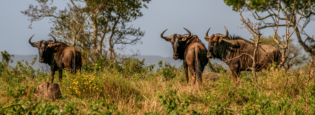 St. Lucia's Unique Wildlife: A Haven for Animal Lovers